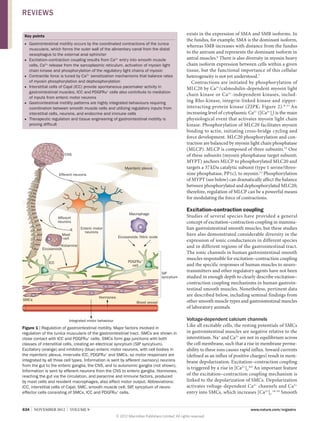 REVIEWS
Key points
■■ Gastrointestinal motility occurs by the coordinated contractions of the tunica
muscularis, which forms the outer wall of the alimentary canal from the distal
oesophagus to the external anal sphincter
■■ Excitation–contraction coupling results from Ca2+ entry into smooth muscle
cells, Ca2+ release from the sarcoplasmic reticulum, activation of myosin light
chain kinase and phosphorylation of the regulatory light chains of myosin
■■ Contractile force is tuned by Ca2+ sensitization mechanisms that balance rates
of myosin phosphorylation and dephosphorylation
■■ Interstitial cells of Cajal (ICC) provide spontaneous pacemaker activity in
gastrointestinal muscles; ICC and PDGFRα+ cells also contribute to mediation
of inputs from enteric motor neurons
■■ Gastrointestinal motility patterns are highly integrated behaviours requiring
coordination between smooth muscle cells and utilizing regulatory inputs from
interstitial cells, neurons, and endocrine and immune cells
■■ Therapeutic regulation and tissue engineering of gastrointestinal motility is
proving difficult

CNS
Myenteric plexus
Efferent neurons

Mast
cell

Excitation–contraction coupling

Macrophage

Afferent
neurons
Enteric motor
neurons

Eicosanoids Nitric oxide

Histamine
Eicosanoids
PDGFRα+
cell

ICC

SIP
syncytium

Hormones

SMCs

Blood vessel

Integrated motor behaviour

Figure 1 | Regulation of gastrointestinal motility. Major factors involved in
regulation of the tunica muscularis of the gastrointestinal tract. SMCs are shown in
close contact with ICC and PDGFRα+ cells. SMCs form gap junctions with both
classes of interstitial cells, creating an electrical syncytium (SIP syncytium).
Excitatory (orange) and inhibitory (blue) enteric motor neurons, with cell bodies in
the myenteric plexus, innervate ICC, PDGFRα+ and SMCs, so motor responses are
integrated by all three cell types. Information is sent by afferent (sensory) neurons
from the gut to the enteric ganglia, the CNS, and to autonomic ganglia (not shown).
Information is sent by efferent neurons from the CNS to enteric ganglia. Hormones,
reaching the gut via the circulation, and paracrine and immune factors, produced
by mast cells and resident macrophages, also affect motor output. Abbreviations:
ICC, interstitial cells of Cajal; SMC, smooth muscle cell; SIP, syncytium of neuroeffector cells consisting of SMCs, ICC and PDGFRα+ cells.

634  |  NOVEMBER 2012  |  VOLUME 9

exists in the expression of SMA and SMB isoforms. In
the fundus, for example, SMA is the dominant isoform,
whereas SMB increases with distance from the fundus
to the antrum and represents the dominant isoform in
antral muscles.6 There is also diversity in myosin heavy
chain isoform expression between cells within a given
tissue, but the functional importance of this cellular
hetero­ eneity is not yet understood.7
g
Contractions are initiated by phosphorylation of
MLC20 by Ca2+/calmodulin-dependent myosin light
chain kinase or Ca 2+-independent kinases, including Rho-kinase, integrin-linked kinase and zipper-­
interacting protein kinase (ZIPK; Figure 2). 8–11 An
increasing level of cytoplasmic Ca2+ ([Ca2+]i) is the main
physiological event that activates myosin light chain
kinase. Phosphorylation of MLC20 facilitates myosin
binding to actin, initiating cross-bridge cycling and
force development. MLC20 phosphorylation and contraction are balanced by myosin light chain phosphatase
(MLCP). MLCP is composed of three subunits.12 One
of these subunits (myosin phosphatase target subunit;
MYPT) anchors MLCP to phosphorylated MLC20 and
targets a 37 kDa catalytic subunit (type 1 serine/threonine phosphatase, PP1c), to myosin.13 Phosphorylation
of MYPT (see below) can dramatically affect the balance
between phosphorylated and dephosphorylated MLC20;
therefore, regulation of MLCP can be a powerful means
for modulating the force of contractions.
Studies of several species have provided a general
concept of excitation–contraction coupling in mammalian gastro­ ntestinal smooth muscles, but these studies
i
have also demonstrated considerable diversity in the
expression of ionic conductances in different species
and in different regions of the gastrointestinal tract.
The ionic channels in human gastrointestinal smooth
muscles responsible for excitation–contraction coupling
and the specific responses of human muscles to neurotransmitters and other regulatory agents have not been
studied in enough depth to clearly describe excitation–
contraction coupling mechanisms in human gastrointestinal smooth muscles. Nonetheless, pertinent data
are described below, including seminal findings from
other smooth muscle types and gastro­intestinal muscles
of laboratory animals.

Voltage-dependent calcium channels
Like all excitable cells, the resting potentials of SMCs
in gastrointestinal muscles are negative relative to the
interstitium. Na+ and Ca2+ are not in equilibrium across
the cell membrane, such that a rise in membrane permeability to these ions causes rapid influx. Inward currents
(defined as an influx of positive charges) result in membrane depolarization. Excitation–contraction coupling
is triggered by a rise in [Ca2+]i.8,9 An important feature
of the excitation–contraction coupling mechanism is
linked to the depolarization of SMCs. Depolarization
activates voltage-dependent Ca2+ channels and Ca2+
entry into SMCs, which increases [Ca2+]i.14–16 Smooth



www.nature.com/nrgastro
© 2012 Macmillan Publishers Limited. All rights reserved

 