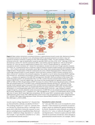 REVIEWS
G-protein-coupled receptors
Potassium
channels

VDCC

NO

NSCC
Adenylate
cyclase

Plasma
membrane

–
K+

+

Gαs

Ca2+

Na+Ca2+

+
Ca2+

[Ca2+]i

IP3

Gαq/11

PLCβ

Sarcoplasmic
reticulum

NO

Gα12/13

GCα

GCβ

DAG

CPI-17

Rho-GEF

cGMP

cAMP

PKC

IP3
receptor

RhoA

PKG

PKA

–

RhoK
Ca2+/calmodulin

CPI-17

Relaxation
MLC20

P T38
Active MLCP
+
–
PP1c
M20
MYPT

+

Myosin light
chain kinase

ZIPK
Telokin
P S13
RhoK
ZIPK

PP1c
MLC20
P
Contraction

T853 P

M20

MYPT

P T696

Inactive MLCP

Figure 2 | Major cellular mechanisms controlling contraction in gastrointestinal smooth muscle cells. Mechanisms leading
to enhanced contraction are depicted in red, and pathways linked to decreased contraction are shown in blue. Ca 2+
required for excitation–contraction coupling can enter cells through VDCC or NSCC. The open probability of VDCC is
enhanced (circle with + sign) by depolarization caused by opening of NSCC and influx of Na + or Ca2+. Openings of VDCC are
decreased by a variety of K+ channels expressed by SMCs; most inhibitory agonists regulate Ca2+ influx by activating K+
channels. Ca2+ entry can also be supplemented by release of Ca2+ from IP3 receptor-operated Ca2+ channels in the
sarcoplasmic reticulum membrane. Ca2+ release from sacroplasmic reticulum can also occur through ryanodine receptors
(not shown). IP3 is synthesized by PLCβ in response to agonist binding to G-protein-coupled receptors and coupling through
Gαq/11. [Ca2+]i binds to calmodulin and activates myosin light chain kinase, which phosphorylates MLC20 to facilitate crossbridge formation. Phosphorylation of MLC20 is balanced by the action of MLCP. Dephosphorylation of MLC20 reduces
cross-bridge cycling and leads to muscle relaxation. Factors that lead to inhibition of MLCP increase contraction and, in
effect, enhance Ca2+ sensitivity of the contractile apparatus. The opposite is true for factors that activate MLCP. A pathway
that increases Ca2+ sensitization (and therefore increases contraction) occurs through binding of G-protein-coupled (Gαq/11
or Gα12/13) receptors and regulation of the GDP–GTP exchange factor (Rho-GEF), RhoA and activation of Rho kinase. Rho
kinase and protein kinase C can phosphorylate CPI‑17 (at T38), a protein that when phosphorylated inhibits the catalytic
subunit of MLCP (PP1c; circle with negative sign). Rho kinase can also phosphorylate the regulatory subunit of MLCP
(MYPT) at T696 and T853. Phosphorylation of MYPT decreases the activity of MLCP, preserving phosphorylation of MLC20.
ZIPK also phosphorylates CPI‑17 and MYPT. Cyclic nucleotide-dependent pathways decrease Ca 2+ sensitivity. NO, for
example, binds to guanylyl cyclase (composed of GCα and GCβ subunits) and generates cGMP. cGMP activates cGMPdependent protein kinase (PKG), which can phosphorylate RhoA and reduce activation of Rho kinase, thus reducing Ca 2+
sensitization, or it can phosphorylate telokin (S13), which stimulates MLCP (circle with + sign). Binding of receptors
coupled through GαS activates adenylate cyclase and production of cAMP. PKA can also phosphorylate telokin and increase
MLCP activity. Abbreviations; [Ca2+]i, cytoplasmic Ca2+; DAG, diacylglycerol; IP3, inositol 1,4,5-trisphosphate; MLC20, 20 kDA
light chain of myosin; MLCP, myosin light chain phosphatase; NO, nitric oxide; NSCC, nonselective cation channels; PKA,
cAMP-dependent protein kinase; PKG, cGMP-dependent protein kinase; PLCβ, phospholipase Cβ; VDCC, voltage-dependent
Ca2+ channels; ZIPK, zipper-interacting protein kinase. Permission obtained Wiley © Sanders, K. M. Neurogastroenterol.
Motil. 20 (Suppl. 1), 39–53 (2008).

muscles express voltage-dependent Ca2+ channels that
are characterized by α subunits, encoded by CACNA1C.17
The resulting channels are ‘L-type Ca2+ channels’ that
are blocked by dihydropyridines (although these
agents fail to fully block contractile response in some
species, including humans [unpublished data, Ward and
Sanders]). Additional voltage-dependent Ca2+ channels
(for example, T‑type channels) contribute to Ca2+ entry
in gastrointestinal smooth muscles.18

Nonselective cation channels
Ca2+ entry into SMCs also occurs via nonselective cation
channels.19 These channels are activated by second messengers, which are mobilized by agonist stimulation or
by stretch. Nonselective cation channels can contribute
directly to Ca2+ entry, or indirectly through Na+ entry
and depolarization. Transient receptor potential (TRP)
channels are prominent nonselective cation channels in
gastrointestinal smooth muscles. For example, TRPC4

NATURE REVIEWS | GASTROENTEROLOGY  HEPATOLOGY 	
© 2012 Macmillan Publishers Limited. All rights reserved

VOLUME 9  |  NOVEMBER 2012  |  635

 
