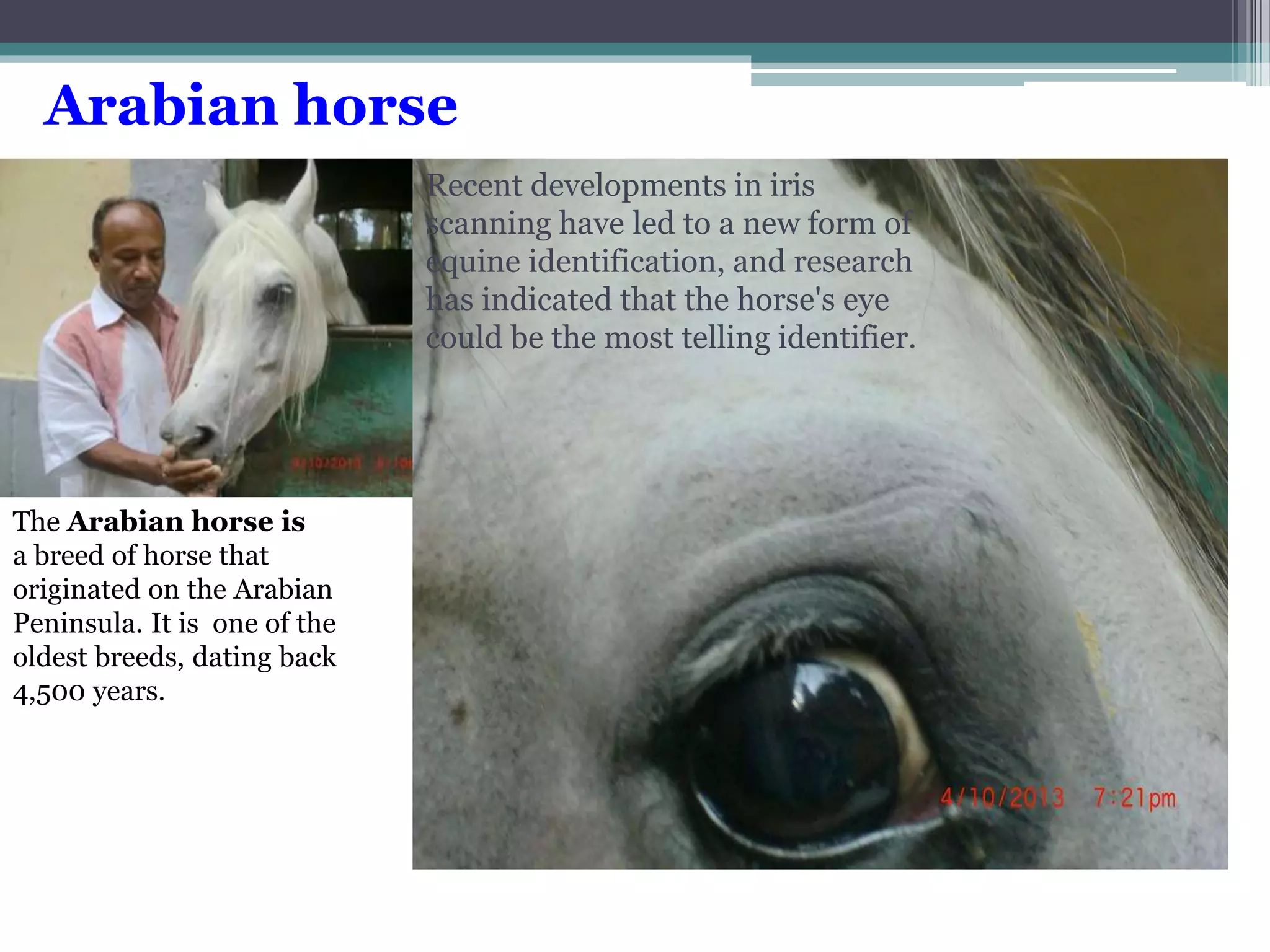 Arabian horse 
Track –III Intelligent environment and applications 
Arabian Horse identification using Iris pattern 
The Arabian horse is 
a breed of horse that 
originated on the Arabian 
Peninsula. It is one of the 
oldest breeds, dating back 
4,500 years. 
Recent developments in iris 
scanning have led to a new form of 
equine identification, and research 
has indicated that the horse's eye 
could be the most telling identifier. 
 