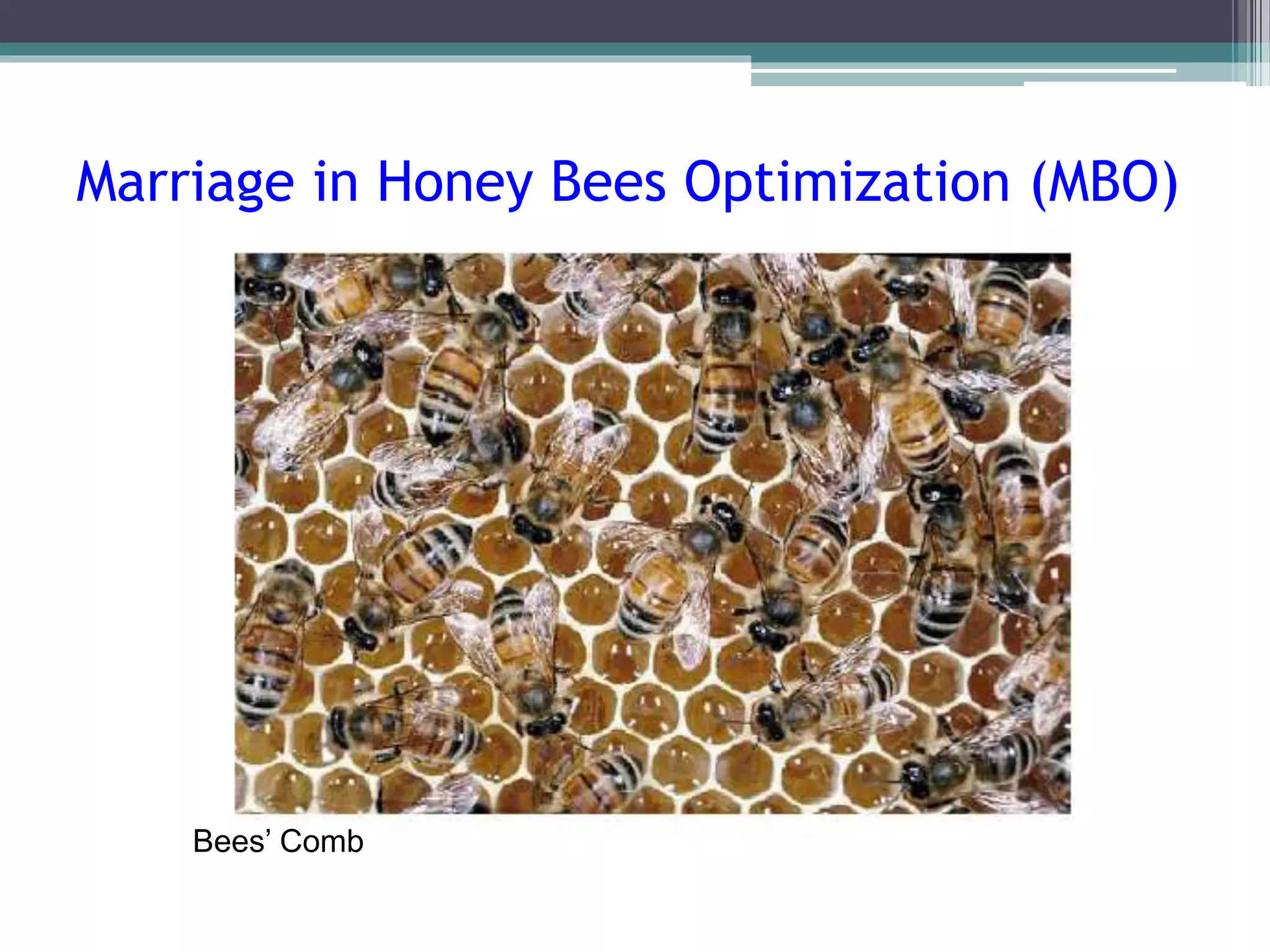 Marriage in Honey Bees Optimization (MBO) 
Bees’ Comb 
 