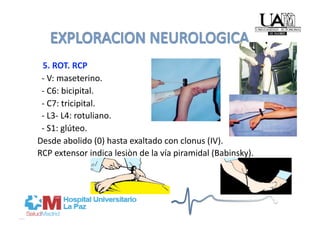   5. ROT. RCP 
  ‐ V: maseterino. 
  ‐ C6: bicipital. 
  ‐ C7: tricipital. 
  ‐ L3‐ L4: rotuliano. 
  ‐ S1: glúteo. 
Desde abolido (0) hasta exaltado con clonus (IV). 
RCP extensor indica lesiòn de la vía piramidal (Babinsky). 
 