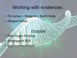 Working with evidences :
• Fly Larvae – Maggots – Burnt Body.
• Alleged Father.
Procedure
• DNA Finger Printing
• Amelogenin PCR
• Data Interpretation
 