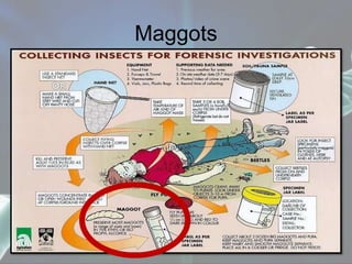 Maggots
 