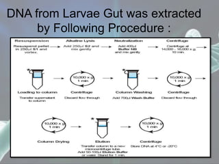 DNA from Larvae Gut was extracted
by Following Procedure :
 
