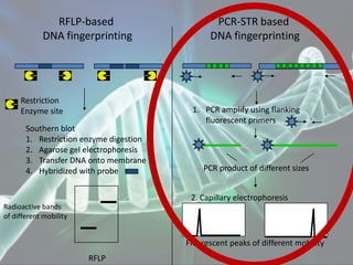 Southern blot
1. Restriction enzyme digestion
2. Agarose gel electrophoresis
3. Transfer DNA onto membrane
4. Hybridized with probe
RFLP
Restriction
Enzyme site 1. PCR amplify using flanking
fluorescent primers
2. Capillary electrophoresis
RFLP-based
DNA fingerprinting
PCR-STR based
DNA fingerprinting
PCR product of different sizes
Fluorescent peaks of different mobility
Radioactive bands
of different mobility
 