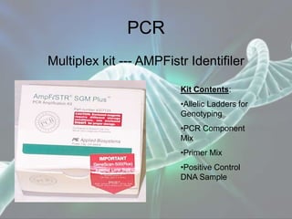 PCR
Multiplex kit --- AMPFistr Identifiler
Kit Contents:
•Allelic Ladders for
Genotyping
•PCR Component
Mix
•Primer Mix
•Positive Control
DNA Sample
 