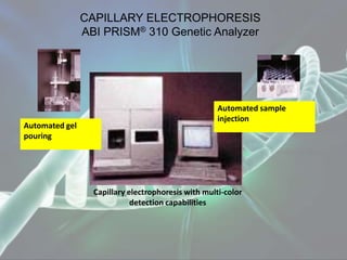 CAPILLARY ELECTROPHORESIS
ABI PRISM® 310 Genetic Analyzer
Automated gel
pouring
Automated sample
injection
Capillary electrophoresis with multi-color
detection capabilities
 
