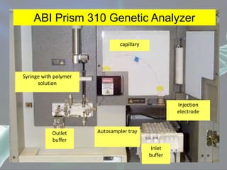ABI Prism 310 Genetic Analyzer
capillary
Syringe with polymer
solution
Autosampler trayOutlet
buffer
Injection
electrode
Inlet
buffer
 