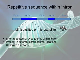 Repetitive sequence within intron
• Short repeated DNA sequence within intron
• Present in different chromosomal locations
• Unknown functions
Minisatellites or microsatellite
Exon Exon ExonIntron Intron
 