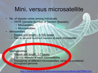 Mini. versus microsatellite
• No. of repeats varies among individuals
– VNTR (Variable Number of Tandem Repeats)
• Minisatellites
• Microsatellites
• Minisatellites
– Repeat unit length – 6-100 bases
– Two to several hundred repeats at each minisatellite
• Microsatellites
– Repeat unit length: 1-7 bases
– 5 to 100 repeats at each microsatellite
– Thousands of different microsatellites, randomly scattered
throughout genome
http://www.wellcome.ac.uk/en/genome/genesandbody/hg07f006.html
 