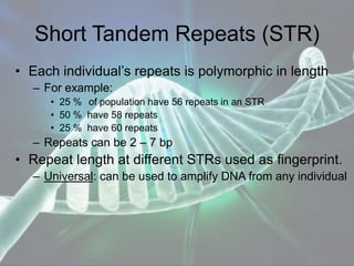 Short Tandem Repeats (STR)
• Each individual’s repeats is polymorphic in length
– For example:
• 25 % of population have 56 repeats in an STR
• 50 % have 58 repeats
• 25 % have 60 repeats
– Repeats can be 2 – 7 bp
• Repeat length at different STRs used as fingerprint.
– Universal: can be used to amplify DNA from any individual
 