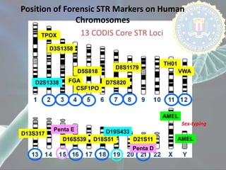 CSF1PO
D5S818
D21S11
TH01
TPOX
D13S317
D7S820
D16S539 D18S51
D8S1179
D3S1358
FGA
VWA
13 CODIS Core STR Loci
AMEL
AMEL
Sex-typing
Position of Forensic STR Markers on Human
Chromosomes
Penta E
Penta D
D2S1338
D19S433
 