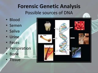 Forensic Genetic Analysis
Possible sources of DNA
• Blood
• Semen
• Saliva
• Urine
• Feces
• Perspiration
• Bone
• Tissue
 