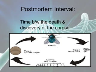 Postmortem Interval:
Time b/w the death &
discovery of the corpse.
 