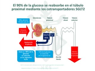 Adaptado de Bailey CJ. Trends in Pharmacological Sciences 2011;32 (2):63-71
El 90% de la glucosa se reabsorbe en el túbulo
proximal mediante los cotransportadores SGLT2
SGLT1
10%
Túbulo
proximal
S
1
Glomérulo Túbulo
distal
Asa de
Henle
Túbulo
colector
Filtración
de glucosa
Reabsorción
de glucosa
S
3
~10% de la glucosa
se reabsorbe
en el segmento S3
180 g glucosa
filtrada cada día
S
2
SGLT2
90%
Hasta un ~90% de la
glucosa
se reabsorbe
en los segmentos
S1/S2
Mínima
excreción
de glucosa
SGLT1: Cotransportador sodio-glucosa tipo 1; SGLT2: Cotransportador sodio-glucosa tipo 2
 