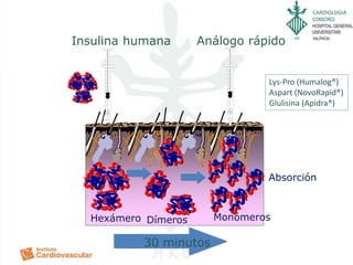 CARDIOLOGIA
Hexámero Dímeros Monómeros
Absorción
Insulina humana Análogo rápido
30 minutos
Lys-Pro (Humalog®)
Aspart (NovoRapid®)
Glulisina (Apidra®)
 