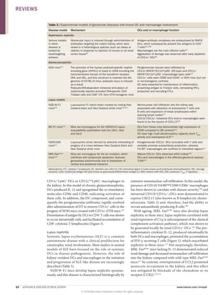 10  |  ADVANCE ONLINE PUBLICATION www.nature.com/nrneph
CD11c+
Ly6G+
DCs or CD11clow
Ly6G+
macrophages in
the kidney. In this model of chronic glomerulonephritis,
DCs produced IL‑12 and upregulated the co-stimulatory
mol­ecules CD86 and CD40, indicating activation of
these cells. In addition, the DC component, and conse-
quently the periglomerular infiltrates, rapidly resolved
after administration of DT to remove CD11c+
cells in the
progeny of NOH mice crossed with CD11c–DTR mice.107
Presentation of antigen by DCs to CD4+
 T cells was shown
to occur intrarenally only, and facilitated accumulation of
CD8+
cytotoxic T lymphocytes (Figure 3).
Lupus nephritis
Systemic lupus erythematosus (SLE) is a common
autoimmune disease with a clinical predilection for
catastrophic renal involvement. Most studies in animal
models of SLE have focused on the role of systemic
DCs in disease pathogenesis. However, the role of
kidney-­resident DCs and macrophages in the initiation
and progression of SLE-like disease are increasingly
described (Table 3).
NZB/W F1 mice develop lupus nephritis spontan­
eously, and this disease is characterized histologically by
extensive mononuclear-cell infiltration. In this model, the
presence of CD11b+
F4/80high
CD80+
CD86+
macrophages
has been shown to correlate with disease severity,108
and
intrarenal CD11b+
CD11c+
cDCs were demonstrated to
express CXCL13 (also known as B lympho­cyte chemo­
attractant; Table 3) and, therefore, had the ability to
recruit autoantibody-producing B cells.109
With ageing, MRL‑Faslpr/lpr
mice also develop lupus
nephritis; in these mice, lupus nephritis correlated with
renal expression of C1q (a subcomponent of the classical
complement activation pathway), which was shown to
be generated locally by renal CD11c+
DCs.110
The pro-
inflammatory cytokine IL‑12, produced intrarenally by
both DCs and macrophages, promoted the accumu­lation
of IFN‑γ-secreting T cells (Figure 3), which exacer­bated
nephritis in these mice.111
Not surprisingly, therefore,
MRL‑Faslpr/lpr
mice lacking IL‑12 demonstrated reduced
renal damage and decreased mononuclear cell infiltration
into the kidney compared with wild‑type MRL‑Faslpr/lpr
mice;111
by contrast, overexpression of CCL2 promoted
monocyte recruitment to the kidney, and this effect
was mitigated by blockade of the ­chemokine or its
receptor (CCR2).112,113
Table 3 | Experimental models of glomerular diseases with known DC and macrophage involvement
Disease model Mechanism DCs and/or macrophage function
Nephrotoxic nephritis
Various models
in which
disease is
evoked by
renal-targeting
antisera
Glomerular injury is induced through administration of
antibodies targeting the rodent kidney, which were
raised in a heterologous species (such as sheep or
rabbits) in response to injection of mouse or rat renal
cortex tissue92
Antigen–antibody complexes are endocytosed by MHCII+
DCs, which subsequently present the antigens to CD4+
T cells207,208
Macrophages are the main effector cells207
Aggravation of damage was observed after early depletion
of CD11c+
DCs95
Glomerulonephritis
NOH mice107
The promoter of the human podocyte-specific nephrin
encoding gene (NPHS1) is fused to cDNA encoding the
transmembrane domain of the transferrin receptor,
OVA, and HEL, and this construct is inserted into the
genome of C57BL/6 mice; podocyte injury is induced
as a result
Podocyte-OVA-dependent intrarenal stimulation of
systemically injected activated OVA-specific CD4+
T-helper cells and CD8+
CTL from OT‑II transgenic mice
Periglomerular tissues were infiltrated by
CD11c+
MHCII+
CD11bhi
Ly6G+
(DC-type) and CD11c–
MHCII+
CD11bhi
Ly6G+
(macrophage type) cells107
CD11c+
cells were CD86+
and CD40+
in NOH mice (but not
in non-transgenic controls)
DC were essential for maintenance of inflammation,
presenting antigen to T‑helper cells, stimulating IFN‑γ
production and recruiting CTLs
Lupus models
NZB/W F1
mice209
Lupus-prone F1 hybrid strain created by mating New
Zealand black and New Zealand white mice210,211
Mononuclear cell infiltration into the kidney was
associated with attraction of autoreactive T cells and
B cells and expansion of these lymphocytes within
draining lymph nodes117
CD11b+
CD11c+
intrarenal DCs and/or macrophages were
found to be the source of CXCL13109
B6.TC mice212
Mice are homozygous for the NZM2410 lupus-
susceptibility quantitative trait loci (Sle1, Sle2
and Sle3)
DCs from these mice demonstrate high expression of
CD40 compared to B6 controls213
DC have high T‑cell allostimulatory capacity, block TREG
activity and overexpress IL‑6114
NZM2328
mice214
Lupus-prone strain derived by selective inbreeding of
progeny of a cross between New Zealand black and
New Zealand white mice
Intraglomerular CD11c+
DCs co-localize with T cells and
probably promote autoantibody production, whereas
F4/80+
macrophages are confined to interstitial regions117
MRL-Faslpr/lpr
mice215
Mice are homozygous for the lpr mutation, which
interferes with lymphocyte apoptosis; features
generalized autoimmunity due to breakdown of
central and peripheral tolerance
Mature CD11c+
DCs observed within kidney120
DCs and macrophages in the affected glomeruli express
TLR9216
Abbreviations: CTL, cytotoxic T lymphocyte; DC, dendritic cell; CXCL13, CXC chemokine ligand 13 (also known as B lymphocyte chemoattractant); HEL, hen-egg
lysozyme; Ly6G, lymphocyte antigen 6G (also known as granulocyte-differentiation antigen‑1); NOH, nephrin–OVA–HEL; OVA, ovalbumin; TREG
, T regulatory.
REVIEWS
© 2014 Macmillan Publishers Limited. All rights reserved
 