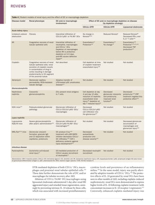 12  |  ADVANCE ONLINE PUBLICATION www.nature.com/nrneph
DTR-mediated depletion of both CD11c+
DCs, macro­
phages and proximal renal tubular epithelial cells.135
These data further demonstrate the role of DC and/or
macrophages for tubular recovery after AKI.
Ablation of CD11c+
F4/80+
DC/macrophages using
liposomal clodronate administered 1 day after renal IRI
aggravated injury and retarded tissue regeneration, seem-
ingly by preventing intrinsic IL‑10 release by these cells,
which was associated with increased proinflammatory
cytokine levels and persistence of an inflammatory
milieu.136
In the same model, injury was partly allevi-
ated by adoptive transfer of CD11c+
DCs.136
The protec-
tive effects of IL‑10 generated by renal DCs have been
seen in other models of AKI, including cisplatin-induced
nephrotoxicity: renal DCs were demonstrated to express
higher levels of IL‑10 following cisplatin treatment (with
concomitant increases in IL‑10 receptor 1 expression).137
Conversely, enhanced cisplatin-mediated injury was
Table 4 | Rodent models of renal injury and the effect of DC or macrophage depletion
Disease model Renal phenotype DC and/or macrophage
involvement
Effect of DC and/or macrophage depletion on disease
(by depletion strategy)
CD11c–DTR CD11b–DTR Liposomal clodronate
Acute kidney injury
Unilateral ureteral
obstruction
Fibrosis Interstitial infiltration of
CD11b+
Ly6G+
or F4/80+
DCs
No change in
fibrosis82,83
Reduced fibrosis9
Reduced fibrosis80
Decreased IFN‑γ and
IL‑17 T cells152
IRI Coagulative necrosis of renal
tubular epithelial cells
Interstitial infiltration of
neutrophils, macrophages
and CD11c+
DCs
Depletion of macrophages
before IRI is protective;
depletion at 3–5 days
post-IRI causes defective
repair60
Exacerbatory72
Protective131
Exacerbatory72
No change73
Exacerbatory136
Protective72,73,75,132
Decreased TNF
production147
Cisplatin Coagulative necrosis of renal
tubular epithelial cells; renal
excretion of cisplatin results
in concentration of drug in
cortex resulting in damage
predominantly to S3 segment
of the proximal tubule
Not described Cell depletion at time
of cisplatin treatment
exacerbated injury130
Not studied Not studied
Adriamycin Glomerular capillary
permeability; ROS-mediated
tubular damage
Adoptive transfer of
LPS-treated pDC ameliorates
disease217
Not studied Not studied Not studied
Glomerulonephritis
Nephrotoxic
nephritis
Crescentic
glomerulonephritis
DCs present renal antigens
to T cells
Cell depletion at day
4 and day 10 after
induction of nephritis
exacerbated renal
injury;95
depletion at
day 7 reduced injury93
Decreased
glomerular crescents
and proteinuria;
improved renal
function99
Decreased
proteinuria;218
CRP
treatment negated this
protective effect126
NOH mice107
Podocyte-related glomerular
pathology
Glomerular infiltration of
CD11c+
CD11b+
Ly6G+
DCs/
macrophages
Decreased
CD11c+
CD11b+
Ly6G+
cell infiltration into
the glomerulus107
Not studied Not studied
Lupus nephritis
Lupus-prone
NZB/W mice
Severe glomerulonephritis
after polyI:C administration219
Glomerular infiltration of
CD11b+
Ly6G−
F4/80+
DCs/
macrophages220
Not studied Not studied Decreased glomerular
accumulation of
macrophages and
glomerular injury219
MRL-Faslpr/lpr
mice Glomerular crescent
formation, granular IgG
and C3 deposition within
capillaries, proteinuria
DC produce C1q;110
treatment with p38 MAPK
inhibitor decreases CD11c+
DC infiltrates;120
CSF‑1
deficiency protects against
lupus development221
Decreased
autoantibody
production and
disease severity222
Not studied Not studied
Infectious disease
Pyelonephritis Escherichia coli-induced
renal injury74
DC-mediated production of
CXCL2 causes recruitment
of neutrophils74
Decreased neutrophil
recruitment
Not studied Not studied
Abbreviations: CRP, C‑reactive protein; CXCL2, CXC chemokine ligand 2; DC, dendritic cell; IRI, Ischaemia–reperfusion injury; LPS, lipopolysaccharide; Ly6G, lymphocyte antigen 6G (also known
as granulocyte-differentiation antigen‑1); pDC, plasmacytoid DC; ROS, reactive oxygen species; TLR9, Toll-like receptor 9.
REVIEWS
© 2014 Macmillan Publishers Limited. All rights reserved
 