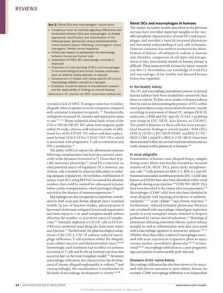 14  |  ADVANCE ONLINE PUBLICATION www.nature.com/nrneph
revealed a lack of MHC II antigen induction in kidney
allografts when recipients received ciclosporin, compared
with untreated transplant recipients.158
Paradoxically,
ciclosporin increased DC number and maturation status
in rats.159–162
Warm ischaemia alone leads to loss of the
CD11c+
CD11b+
CD103+
DC subset from syngeneic grafts
within 10 weeks, whereas cold ischaemia results in addi-
tional loss of the CD103−
DC subset and their replace-
ment by host CD11b+
CD11c+
CD103+
TNF+
DCs, which
is associated with progressive T‑cell accumulation and
IFN‑γ production.161
The ability of DCs to subvert the alloimmune response
following transplantation has been documented exten-
sively in the literature (reviewed in20
). Given their typi-
cally immature phenotype,52
renal DCs represent an
ideal potential source of regulatory DCs; however, use
of these cells is limited by inherent difficulties in isolat-
ing adequate populations. Nevertheless, mobilization of
mouse renal DCs using FLT3LG increased the absolute
numbers that could be isolated for subsequent infusion
before cardiac transplantation, which prolonged allograft
survival in the absence of immunosuppression.52
Macrophages are also recognized as important contrib-
utors to both acute and chronic allograft injury in animal
models. In loss-of-function studies, administration of
liposomal clodronate mitigated functional impairment
and tissue injury in a rat renal transplant model without
affecting the number or activation status of lympho-
cytes.162
Similarly, depletion of CD11b+
cells in CD11b–
DTR mice protected renal allografts from acute injury
and rejection.163
Furthermore, the pharmacological antag-
onism of the CSF‑1–CSF-1R pathway reduced macro­
phage infiltration, T‑cell activation within the allograft,
acute cellular rejection and tubulointerstitial injury.164,165
Interestingly, such treatment had no effect on systemic
activation of T cells and B cells or humoral rejection that
occurred later in the renal transplant model.165
Persistent
macrophage infiltration also characterizes the develop-
ment of chronic allograft nephropathy in rodents,166
and
correspondingly, this manifestation is ameliorated by
blockade of macrophage development or activity.167,168
Renal DCs and macrophages in humans
The studies in rodent models described in the previous
sections have provided important insights in the vari-
able and plastic characteristics of renal DCs and macro­
phages, and provided a basis for increased phenotypic
and functional understanding of such cells in humans.
However, consensus has not been reached on the identi­
fication of distinct cell subtypes in rodents or humans
and, therefore, comparison of cell types and extrapo­
lation of data from animal models to human disease is
difficult. These issues provide avenues for future research
(see Box 2). Nevertheless, our knowledge of renal DCs
and macrophages in the healthy and diseased human
kidney has expanded.
In the healthy kidney
The DC and macrophage populations present in normal
human kidneys have been studied less extensively than
those in rodents. To date, most studies in human kidneys
havefocusedondemonstratingthepresenceofDCswithin
renal parenchyma using immunohistochemistry (mainly
according to expression of blood DC antigen [BDCA]
molecules, CD68 and DC‑specific ICAM‑3-grabbing
non-integrin [DC‑SIGN; also known as CD209]).
The putative function of these cells has been extrapo­
lated based on findings in animal models. Both cDCs
(BDCA‑1[CD1c]+
DC‑SIGN+
CD68+
and BDCA1+
DC-
SIGN−
CD68−
)andpDCs(BDCA‑2+
DC‑SIGN−
)havebeen
demonstrated within the normal renal interstitium and are
rarely present within glomeruli in humans.169
In renal allografts
Examination of human renal allograft biopsy samples
during acute cellular rejection has revealed an increased
number of DC‑SIGN+
DCs, particularly intraglomer­
ular cells.169
Cells positive for BDCA‑1, BDCA‑2 and DC
lysosomal associated membrane protein (DC‑LAMP, also
known as CD208) have also been identified within renal
allografts during acute rejection.169
CCR1+
DC‑SIGN+
DCs
have been described in the kidney after transplantation.170
Macrophages (CD68+
cells) have also been identified in
renal allografts with histological evidence of antibody-
mediated,171,172
acute cellular173
and chronic rejection.174
Furthermore, reduced estimated glomerular filtration
rate correlated with macrophage-related gene expression
panels in renal transplant tissues obtained in biopsies
performed for various clinical indications.175
Histological
alterations reflecting interstitial fibrosis and/or tubular
atrophy as well as inflammation were also associated
with a macrophage signature in microarray analyses.176,177
Whether these data reflect a subset of macrophages associ­
ated with acute rejection or a reparative phase to injury
remains unclear; nevertheless, glomerular178,179
or inter­
stitial180,181
macrophage infiltration is a poor prognostic
sign and marker of unfavourable graft outcome.
Diseases of the native kidney
Macrophage infiltration has also been shown to be associ-
ated with adverse outcomes in native kidney disease; for
example,CD68+
macrophageinfiltrationisanindependent
Box 2 | Renal DCs and macrophages—future aims
■■ Consensus must be reached regarding differences and
similarities between DCs and macrophages, to enable
appropriate identification and classification of the
following types: glomerular versus tubulointerstitial;
tissue-resident versus infiltrating; immunogenic versus
tolerogenic; fibrotic versus reparative
■■ Efforts are needed to standardize the terminology
between mouse and human cells
■■ Exploration of RTEC–DC–macrophage crosstalk is
important
■■ Expansion of understanding of DCs and macrophages
in non-immunological and chronic disease processes,
such as diabetic kidney disease, is required
■■ Development of models with kidney-specific DC and/or
macrophage ablation should be a key goal
■■ Emphasis should be placed on translational research
and the applicability of findings to clinical disease
Abbreviations: DC, dendritic cell; RTEC, renal tubular epithelial cell.
REVIEWS
© 2014 Macmillan Publishers Limited. All rights reserved
 