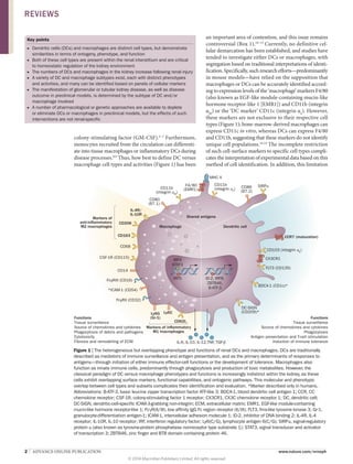 2  |  ADVANCE ONLINE PUBLICATION www.nature.com/nrneph
colony-stimulating factor (GM‑CSF).5–7
Furthermore,
monocytes recruited from the circulation can differenti-
ate into tissue macrophages or inflammatory DCs during
disease processes.8,9
Thus, how best to define DC versus
macrophage cell types and activities (Figure 1) has been
Key points
■■ Dendritic cells (DCs) and macrophages are distinct cell types, but demonstrate
similarities in terms of ontogeny, phenotype, and function
■■ Both of these cell types are present within the renal interstitium and are critical
to homeostatic regulation of the kidney environment
■■ The numbers of DCs and macrophages in the kidney increase following renal injury
■■ A variety of DC and macrophage subtypes exist, each with distinct phenotypes
and activities, and many can be identified based on panels of cellular markers
■■ The manifestation of glomerular or tubular kidney disease, as well as disease
outcome in preclinical models, is determined by the subtype of DC and/or
macrophage involved
■■ A number of pharmacological or genetic approaches are available to deplete
or eliminate DCs or macrophages in preclinical models, but the effects of such
interventions are not renal-specific
an important area of contention, and this issue remains
controversial (Box 1).10–13
Currently, no definitive cel-
lular demarcation has been established, and studies have
tended to investigate either DCs or macro­phages, with
segregation based on traditional interpretations of identi-
fication. Specifically, such research efforts—predominantly
in mouse models—have relied on the supposition that
macro­phages or DCs can be accurately identified accord-
ing to expression levels of the ‘macrophage’ markers F4/80
(also known as EGF-like module-containing mucin-like
hormone receptor-like 1 [EMR1]) and CD11b (integrin
αM
) or the ‘DC marker’ CD11c (integrin αx
). How­ever,
these markers are not exclusive to their respective cell
types (Figure 1); bone-marrow-derived macrophages can
express CD11c in vitro, whereas DCs can express F4/80
and CD11b, suggesting that these markers do not identify
unique cell populations.14,15
The incomplete restriction
of such cell-surface markers to specific cell types compli-
cates the interpretation of experimental data based on this
method of cell identification. In addition, this limitation
Functions
Tissue surveillance
Source of chemokines and cytokines
Phagocytosis of debris and pathogens
Cytotoxicity
Fibrosis and remodelling of ECM
Markers of inflammatory
M1 macrophages
Markers of
anti-inflammatory
M2 macrophages
CSF-1R (CD115)
CD14
CD62L
Ly6G
(Gr-1)
Ly6C
CD86
(B7.2)
MHC II
CD11b
(integrin αX
)
F4/80
(EMR1)CD11b
(integrin αM
)
CD80
(B7.1)
IL-4R/
IL-10R
CD206
CD163
CD68
FcγRII (CD32)
*ICAM-1 (CD54)
FcγRIII (CD16)
SIRPα
DC-SIGN
(CD209)*
BDCA-1 (CD1c)*
FLT3 (CD135)
CX3CR1
CD103 (integrin αE
)
CCR7 (maturation)
Macrophage
Shared antigens
Dendritic cell
ID-2, IRF8,
ZBTB46,
B-ATF-3
IRF5
IRF4
STAT3
Functions
Tissue surveillance
Source of chemokines and cytokines
Phagocytosis
Antigen presentation and T-cell stimulation
Induction of immune toleranceIL-6, IL-10, IL-12,TNF, TGF-β
Figure 1 | The heterogeneous but overlapping phenotype and functions of renal DCs and macrophages. DCs are traditionally
described as mediators of immune surveillance and antigen presentation, and as the primary determinants of responses to
antigens—through initiation of either immune effector-cell functions or the development of tolerance. Macrophages also
function as innate immune cells, predominantly through phagocytosis and production of toxic metabolites. However, the
classical paradigm of DC versus macrophage phenotypes and functions is increasingly indistinct within the kidney, as these
cells exhibit overlapping surface markers, functional capabilities, and ontogenic pathways. This molecular and phenotypic
overlap between cell types and subsets complicates their identification and evaluation. *Marker described only in humans.
Abbreviations: B‑ATF‑3, basic leucine zipper transcription factor ATF-like 3; BDCA‑1, blood dendritic cell antigen 1; CCR, CC
chemokine receptor; CSF-1R, colony-stimulating factor 1 receptor; CX3CR1, CX3C chemokine receptor 1; DC, dendritic cell;
DC‑SIGN, dendritic-cell-specific ICAM‑3-grabbing non-integrin; ECM, extracellular matrix; EMR1, EGF-like module-containing
mucin-like hormone receptor-like 1; FcγR(II/III), low affinity IgG Fc region receptor (II/III); FLT3, fms-like tyrosine kinase 3; Gr‑1,
granulocyte-differentiation antigen‑1; ICAM‑1, intercellular adhesion molecule 1; ID‑2, inhibitor of DNA binding 2; IL‑4R, IL‑4
receptor; IL‑10R, IL‑10 receptor; IRF, interferon regulatory factor; Ly6(C/G), lymphocyte antigen 6(C/G); SIRPα, signal-regulatory
protein α (also known as tyrosine-protein phosphatase nonreceptor type substrate 1); STAT3, signal transducer and activator
of transcription 3; ZBTB46, zinc finger and BTB domain containing protein 46.
REVIEWS
© 2014 Macmillan Publishers Limited. All rights reserved
 