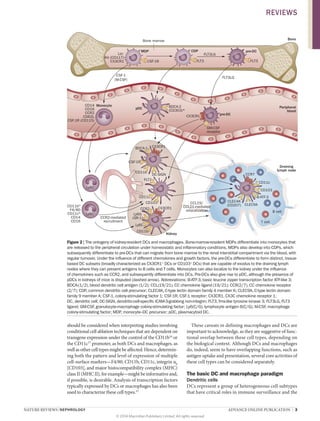 NATURE REVIEWS | NEPHROLOGY 	 ADVANCE ONLINE PUBLICATION  |  3
should be considered when interpreting studies involving
conditional cell ablation techniques that are dependent on
transgene expression under the control of the CD11b16
or
the CD11c17
promoter, as both DCs and macrophages, as
well as other cell types might be affected. Hence, determin-
ing both the pattern and level of expression of multiple
cell-surface markers—F4/80, CD11b, CD11c, integrin αE
[CD103], and major histocompatibility complex (MHC)
class II (MHC II), for example—might be informative and,
if possible, is desirable. Analysis of transcription factors
typically expressed by DCs or ­macrophages has also been
used to characterize these cell types.15
These caveats in defining macrophages and DCs are
important to acknowledge, as they are suggestive of func-
tional overlap between these cell types, depending on
the biological context. Although DCs and macrophages
do, indeed, seem to have overlapping functions, such as
antigen uptake and presentation, several core activities of
these cell types can be considered separately.
The basic DC and macrophage paradigm
Dendritic cells
DCs represent a group of heterogeneous cell subtypes
that have critical roles in immune surveillance and the
T cell
B cell
pDC
Monocyte
Ly6C–
CCR2-mediated
recruitment
Ly6C+
pre-DC
Peripheral
blood
Draining
lymph node
Kidney
CCR7
CD11c
CD103
CLEC4K
(CD207) CLEC9ACCL19/
CCL21-mediated
relocalization
CX3CR1
GM-CSF
receptor
BDCA-2
(CD303)*
pre-DC
FLT3FLT3
FLT3LG
CDP
CSF-1R
MDP
CSF-1
(M-CSF)
FLT3LG
BoneBone marrow
CD11c
FLT3
CD103
CD11b
CSF-1R
CX3CR1
DC-SIGN
BDCA-1
Lin–
Kit (CD117)
CX3CR1
CD11bhi
F4/80
CD11clo
CD14
CD16
CD14
CD16
CCR2
CD62L
CSF-1R (CD115)
B-ATF-3
CD11b
Ly6C
CX3CR1
Ly6G
(GR-1)
CCR2
Figure 2 | The ontogeny of kidney-resident DCs and macrophages. Bone-marrow-resident MDPs differentiate into monocytes that
are released to the peripheral circulation under homeostatic and inflammatory conditions. MDPs also develop into CDPs, which
subsequently differentiate to pre-DCs that can migrate from bone marrow to the renal interstitial compartment via the blood, with
regular turnover. Under the influence of different chemokines and growth factors, the pre-DCs differentiate to form distinct, tissue-
based DC subsets (broadly characterized as CX3CR1+
DCs or CD103+
DCs) that are capable of exodus to the draining lymph
nodes where they can present antigens to B cells and T cells. Monocytes can also localize to the kidney under the influence
of chemokines such as CCR2, and subsequently differentiate into DCs. Pre-DCs also give rise to pDC, although the presence of
pDCs in kidneys of mice is disputed (dashed arrow). Abbreviations: B‑ATF‑3, basic leucine zipper transcription factor ATF-like 3;
BDCA‑(1/2), blood dendritic cell antigen (1/2); CCL(19/21), CC chemokine ligand (19/21); CCR(2/7), CC chemokine receptor
(2/7); CDP, common dendritic cell precursor; CLEC4K, C‑type lectin domain family 4 member K; CLEC9A, C‑type lectin domain
family 9 member A; CSF‑1, colony-stimulating factor 1; CSF-1R, CSF‑1 receptor; CX3CR1, CX3C chemokine receptor 1;
DC, dendritic cell; DC‑SIGN, dendritic-cell-specific ICAM‑3-grabbing non-integrin; FLT3, fms-like tyrosine kinase 3; FLT3LG, FLT3
ligand; GM‑CSF, granulocyte-macrophage colony-stimulating factor; Ly6(C/G), lymphocyte antigen 6(C/G); M‑CSF, macrophage
colony‑stimulating factor; MDP, monocyte–DC precursor; pDC, plasmacytoid DC.
REVIEWS
© 2014 Macmillan Publishers Limited. All rights reserved
 