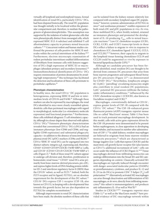 NATURE REVIEWS | NEPHROLOGY 	 ADVANCE ONLINE PUBLICATION  |  5
virtually all lymphoid and nonlymphoid tissues, formal
identification of renal DCs, particularly CD11c+
DCs,
had been disputed historically. The renal DC population
was thought initi­ally to be localized within the glomer­
ular compartment and, therefore, to mediate the patho-
genesis of glomerulonephritides. This assumption was
supported by the isolation of rodent glomerular cells that
were phenotypically distinct from mesangial cells, which
expressed MHC II (I‑A subclass) and exhibited T‑cell
allostimulatory capa­city in primary mixed leucocyte
cultures.42–45
Concurrent rodent and human studies con-
firmed the presence of cells positive for MHC II mol-
ecules within the cortical interstitium of the kidney.46,47
Furthermore, electron microscopic examination of
rodent peritubular interstitium enabled differentiation
of fibroblasts from immune cells with features sugges-
tive of DCs (high expression of MHC II) or macro­
phages (abundant primary and secondary lysosomes).48
Immunohistochemical identification of CD11c+
DCs
requires minimization of protein denaturation by avoid-
ing high temperatures;49
this technique has facilitated
the detection and localization of these cells ­proximate to
­peritubular capillaries.50
Phenotypic characterization
In healthy mice, the renal CD11c+
DC population is
hetero­geneous, expressing MHC II and low or inter-
mediate levels of CD11b and F4/80.50
Although these
markers can also be expressed by macrophages, the renal
DCs identified in mice more closely resembled splenic
dendritic cells than peritoneal macrophages with regard
to morpho­logical, molecular (co-stimulatory molecule
expression) and functional properties.50
Furthermore,
these cells exhibited allogeneic T‑cell stimulatory capac-
ity, although to a lesser degree than observed with splenic
CD11c+
DCs.50
Extensive phenotypic characterization
revealed that conventional CD11c+
DCs (cDCs) had an
immature phenotype (low CD80 and CD86, and neg-
ligible CD40 expression) and substantial phagocytic
capacity—in addition to the absence of nonconventional
plasmacytoid DC (pDC) markers (CD8α and B220).50
CD11c+
MHC II+
renal DCs can be segregated into two
distinct subsets: integrin αE
β7
expressing and, therefore,
CD103+
(CD103+
CD11blo
CX3CR1−
F4/80−
SIRP‑α−
) cells;
and CD11b+
(CD103−
CD11b+
CX3CR1+
F4/80+
SIRP‑α+
)
cells (Figure 2).51
Both of these renal DC subsets appear
to undergo cell division and, therefore, proliferation in
homeostatic renal tissue.51
CD103+
renal DCs arise pri-
marily from bone-marrow-derived precursors, pre-cDC,
and express higher levels of DNA-binding protein inhibi-
tor ID‑2 and interferon regulatory factor 8 (IRF8) than
the CD11b+
subset, as well as FLT3.51
Indeed, both the
FLT3 receptor and its ligand, FLT3LG, are an absolute
requirement for the development of this DC subset.51
CD11b+
DCs express CSF‑1 receptor (CSF‑1R; also
known as CD115), in keeping with a developmental bias
towards this growth factor, but are also dependent on
FLT3LG for complete reconstitution.51
Although improvements in renal DC characterization
have been made, the absolute numbers of these cells that
can be isolated from the kidney remain relatively low
compared with secondary lymphoid organ DC popula-
tions;50
however, systemic administration of FLT3LG in
mice52
and nonhuman primates53
enables expansion of
both renal cDC and pDC populations in vivo. Ex vivo,
these mobilized DCs, when freshly isolated, retained
an immature phenotype and promoted the develop-
ment of IL‑10-producing TREG
cells in mixed leuco-
cyte reactions.52
Low CC chemokine receptor (CCR1,
CCR2, CCR5, and CCR7) transcript levels in these
DCs reflect a failure to migrate in vitro in response to
chemokines (CC chemokine ligand 3 [CCL3], CCL5,
and CCL20);52,54
however, their capacity to migrate to
the lymphoid-tissue-homing chemokines CCL19 and
CCL20 could be augmented ex vivo by ­exposure to
ba­cterial l­ipopolysaccharide (LPS).54
Although no candidate precursor has been for-
mally identified, renal-resident DCs are thought to be
derived from common DC precursors that arise from
bone marrow progenitors and subsequent blood-borne
pre-DC precursors (Figure 2)55
—as demonstrated
for CD103+
DCs.51
Nevertheless, lymphocyte antigen
6C (Ly6C)–
‘patrolling’ circulating monocytes might
also contribute to renal-resident DC populations;
Ly6C+
potential DC precursors infiltrate the kidney
under inflammatory conditions,7,9
influenced by the
CX3C chemo­kine receptor 1 (CX3CR1; also known as
­fractalkine receptor) and CCR2.56
Macrophages, conventionally defined as CD11b+
,
express greater levels of CSF‑1R compared with the
CD11c+
DC subset.57
The CSF‑1R–enhanced green
fluor­escent protein (eGFP) transgenic-reporter mouse
(the so-called ‘MacGreen’ mouse; Table 1) has been
used to track postnatal macrophage development. In
this model, cells with active gene expression driven by
the CSF‑1R promoter were demonstrated to be present
before nephro­genesis, in close apposition to developing
renal tubules, and increased in number after administra-
tion of CSF‑1.30
In adult kidneys, resident macrophages
are believed to originate from bone-marrow-resident
monocyte precursors,58
which are characterized as
lineage negative (Lin−
)cells that express CX3CR1 and the
mast/stem cell growth factor receptor Kit (also known
as CD117); additional recruitment of Ly6C+
cells can
occur under the influence of CCR2 (Figure 2).58,59
Tissue
macrophages derived from infiltrating monocytes can
undergo differentiation into the broad M1 and M2 cate­
gories depending on context. Classically activated M1
macrophages are typically induced through encounter
with danger-associated molecular patterns (DAMPs)
or proinflammatory cytokines, and produce IL‑12 and
IL‑23 (as do DCs) to promote CD4+
T‑helper (TH
) cell
polarization.60,61
Alternatively activated M2 macrophages
can arise through deactivation and differentiation of M1
macrophages, or de novo, directly from infiltrating mono-
cytes;60
this subset is immunoregulatory, and ­produces
anti-inflammatory IL‑10 as well as Wnt7B.62
Studies in CX3CR1eGFP/+
transgenic-reporter mice
(Table 1),63
as well as the MacGreen model,64
have pro-
vided evidence of DC–macrophage network within
REVIEWS
© 2014 Macmillan Publishers Limited. All rights reserved
 