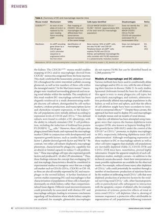 6  |  ADVANCE ONLINE PUBLICATION www.nature.com/nrneph
the kidney. The CX3CR1eGFP/+
mouse model enables
mapping of DCs and/or macrophages derived from
CX3CR1+
monocytes emigrated from the bone marrow.
This study confirmed the homeostatic presence of renal
DCs throughout the entire interstitial scaffold, encasing
glomeruli, as well as low numbers of these cells within
the mesangial matrix.63
In the MacGreen mouse,64
macro­
phages were visualized surrounding glomeruli and encas-
ing renal tubules within the medulla. The complexity of
this renal-resident DC–macrophage network has been
elegantly reinforced in a study demonstrating multi-
ple discrete cell subsets, distinguished by cell-surface
markers, cytokine production, and transcription factor
and chemokine receptor expression, in the kidney;15
the cell populations were initially defined according to
expression levels of CD11b and CD11c.15
Two defined
subsets were found to exhibit a DC phenotype, with
the ability to robustly stimulate CD4+
T‑cell prolifera-
tion, including the induction of forkhead box protein
P3 (FOXP3)+
TREG
cells.15
However, these cell types also
phagocytosed latex beads, and expressed the macrophage
marker CD68 in conjunction with developmental and
reparative growth factors, such as insulin-like growth
factor 1, platelet derived growth factor and Wnt7B.15
By
contrast, two other cell subsets displayed a macrophage
phenotype, characterized by phagocytic capability but
an absent or limited capacity to induce T‑cell prolifera-
tion.15
These macrophage cell types also expressed growth
factors and produced IL‑10 after LPS stimulation.15
Thus,
these findings reiterate the concept that overlapping DC
and macrophage characteristics should be considered in
experimental studies or transgenic mice that use a single
cell marker such as CD11b, CD11c, CX3CR1 or CSF‑1R,
as these are also all variably expressed by DC and macro­
phages in the normal kidney. A further limitation of
current studies examining DCs and macrophages is that
characterization of populations of these cells is based pre-
dominantly on whole kidney, rather than compartmen-
talized tissue digests. Different renal microenvironments
could potentially be associated with distinct DC and
macrophage subtypes, leading to erroneous conclusions
regarding cell localization when whole kidney samples
are analysed; for example, glomerular macrophages
do not express F4/80, but can be identified based on
CD68 positivity.65,66
Models of macrophage and DC ablation
Various methods have been used to conditionally ablate
macrophages and/or DCs in vivo, with the aim of dissect-
ing their function in disease (Table 2). In early studies,
liposomal clodronate formed the basis for cell ablation;
this agent is toxic to many phagocytic cell types, but
particularly macrophages, and systemic administra-
tion profoundly ablated macrophage populations in the
kidney, as well as liver and spleen, such that the effects
of cell ablation might have been secondary to intra­
renal or extrarenal effects.67–71
Despite these caveats, this
approach has been used to deplete DCs and macrophages
in multiple mouse and rat models of renal disease.
Selective cell ablation has been attempted using trans-
genic mice that express the human diphtheria toxin
receptor (DTR; also known as heparin-binding EGF-
like growth factor [HB-EGF]) under the control of the
CD11b16
or CD11c17
promoter, to deplete macrophages
or DCs, respectively, following diphtheria toxin (DT)
administration. Although overlapping expression of
these markers in DC or macrophage subsets as well as
other cell types suggests that multiple cell populations
are inevitably depleted (Table 2), CD11b–DTR and
CD11c–DTR mice have, nonetheless, proved highly
informative. Despite the apparent simplicity of such cell-
depletion studies, multiple caveats—in addition to the
technical caveats discussed—limit their interpretation as
many possible explanations are available for the observed
results. For example, reduced tissue injury after depletion
of CD11c+
cells could potentially be manifest through a
number of mechanisms: production of injurious factors
by the resident or infiltrating renal CD11c+
cells that were
depleted; production of protective factors by the resid-
ual surviving renal CD11c+
cells, other haemato­poietic
cells or parenchymal cells subsequent to interaction
with the apoptotic corpses of ablated cells, for example;
promotion of systemic protective effects of renal or
extra-renal CD11c+
cell depletion (that is, skewing of
immune responses); a protective effect attributable to
regeneration of cell populations following transient
Table 1 | Summary of DC and macrophage reporter mice
Mouse model Mechanism Utility Cells types identified Disadvantages Ref(s)
CX3CR1eGFP/+
An exon of one
allele of Cx3cr1 is
replaced by the
open reading
frame encoding
eGFP
Fate mapping of
CX3CR1+
DCs and
macrophages that
differentiate from
bone-marrow-
derived monocytes
of the same lineage
CD11b+
MHCII+
CX3CR1+
CD11c+/−
F4/80+/−
CD103−
(approximately 90%
of the total renal DC/macrophage
population)
Does not identify the
remaining CD11b−
MHCII+
CX3CR1−
CD11c+
F4/80−
CD103+
cell population
(estimated 5% of
renal-resident DCs)
201
MacGreen An eGFP encoding
gene driven by a
CSF-1R gene
(csf1r) promoter
sequence is
engineered within
the first intron
Identification of
macrophages
Bone marrow: 50% of eGFP+
cells
are also F4/80+
and CSF‑1R+
Peripheral blood: all eGFP+
cells
express F4/80 and CD11b
Kidney: peri-epithelial macrophage-like
cells correlate with F4/80 expression
in a predominantly medullary location
Does not distinguish
cell subsets
64,
65,
202
Abbreviations: CSF-1R, colony-stimulating factor‑1 receptor; CX3CR1, CX3C chemokine receptor 1; DC, dendritic cell; eGFP, enhanced green fluorescent protein.
REVIEWS
© 2014 Macmillan Publishers Limited. All rights reserved
 