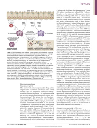 NATURE REVIEWS | NEPHROLOGY 	 ADVANCE ONLINE PUBLICATION  |  9
Glomerulonephritides
Nephrotoxic nephritis
Mice injected with antiserum produced in sheep, rabbits
or goats after vaccination with mouse renal cortex
develop rapid and progressive glomerular damage,
termed nephrotoxic nephritis. This condition mimics
the crescentic glomerulonephritis seen in human auto­
immune disease.92
The glomerular-based antigen–­
antibody complexes that are generated in this model are
captured by both DCs and macrophages, and are sub-
sequently presented to T cells (Table 3). The relevant
APCs within the kidney during the initial ‘injury’ phase
of nephrotoxic nephritis are typically CD11c+
CD11b+
cells with a maturing phenotype. Of note, depletion of
these cells in CD11c–DTR mice at this early stage (day 4)
exacer­bated disease, suggesting an anti-inflammatory role
for renal DCs;93
however, depletion of CD11c+
cells at a
later stage (day 7) reduced the numbers of effector DCs
and T cells, and attenuated disease,93
supporting a pro-
inflammatory role of DCs as they mature and implying
a biphasic role for DCs in this disease process.93
Renal
DCs isolated from these mice induced CD4+
T‑cell pro‑
liferation ex vivo, and promoted concurrent secretion
of interferon (IFN)‑γ and IL‑10 in co-culture experi‑
ments; IL‑10 levels were elevated at day 4 and increased
over time whereas proinflammatory cytokine expression
only seemed to be increased at day 10, again support‑
ing the proinflammatory and anti-inflammatory roles of
DCs.93
Ly6G–
renal DCs, rather than cells derived from
infiltrating Ly6G+
monocytes, seem to produce most of
the proinflammatory tumour necrosis factor (TNF) and
IL12/23p40 in this model.93
Tubulointerstitial DCs have
also been shown to release the proinflammatory cytokine
IL‑1β, via NACHT, LRR and PYD domains-containing
protein 3 (NLRP3)-inflammasome–caspase‑1 pathway
activation.94
DC depletion using CD11c–DTR mice
provided additional evidence supporting a protective
role for renal DCs in nephrotoxic nephritis, by demon‑
strating that deletion of these cells at days 4 or 10 after
induction of disease aggravates the extent of injury.95
The mechanism of DC‑mediated renal protection in
nephrotoxic nephritis seems to centre on IL‑10 produc‑
tion and regulation of type 1 TH
(TH
1)-cell responses.96,97
Initial evidence suggested that this effect might be medi‑
ated via expression of inducible co-stimulatory molecule
ICOS‑L specifically on renal DCs, which could promote
IL‑10 secretion by T cells that express its co-receptor.98
Interestingly, expression of this protein by renal DCs
has been shown to decrease concomitant with increased
­production of proinflammatory cytokines.93
Macrophage ablation in CD11b–DTR mice has been
shown to attenuate glomerular disease and tubular injury,
and decrease effector CD4+
T‑cell populations in crescen‑
tic glomerulonephritis models.99
Other methods of abro‑
gating macrophage function through blockade of factors
involved in either recruitment or activation of these cells,
such as CCL2, are also protective in glomerulone­phritis,
suggesting a proinflammatory role for renal macro­
phages.100,101
Further evidence of a proinflammatory
role for renal macrophages in glomerulonephritis comes
from a rat mesangioproliferative glomerulone­phritis
model. In this model, injection of mouse monoclonal
antibody targeting thymocyte antigen 1a (Thy1.1) results
in mesangial-­based macrophage infiltration.102
Other
models of glomerulonephritis induced by antibodies
targeting the glomerular basement membrane antibody
also demonstrate ingress (or localization of adoptively
transferred cells) and proliferation of ­monocyte-derived
macro­phages within glomeruli, correlating with histo­
pathological severity;103,104
these phenomena can be
reversed by inhibiting CSF‑1,105
or treatment with an
­anti-CD80/CD86 monoclonal antibody.106
Podocyte immunopathology in NOH mice
In a mouse model of podocyte immunopathology, in
which antigens are expressed in glomerular podocytes
(so-called NOH mice; Table 3),107
glomerular infiltrates
observed in the experimental disease setting revealed
increased numbers of CD11c+
CD11bintermediate/high
DCs, and
CD11c−
CD11b+
macrophages, as well as proinflammatory
Stimulation of pericyte accumulation and activation,
myofibroblast differentiation, and production of ECM
Myofibroblasts
Matrix
depositionPericyte
Tubular lumen
Tight
junction
M1 macrophage M2 macrophage
Repair
of AKI
Tissue
repair
Direct
tubular
injury
Presentation
of antigens
to T cells
Monocyte recruited
to kidney interstitium
CSF-1 (M-CSF), IL-10
Macrophage
reprogramming
Wnt7b
IL-22
HO-1
IL-10
Increased adhesion
and proinflammatory
activators (ICAM-1,
osteopontin)
IL-12
IL-23
Profibrotic factors
(TGF-β, PDGF,
galectin 3)
Figure 4 | Macrophages in renal disease. Tissue-resident macrophages or infiltrating
proinflammatory monocytes can become classically activated by exposure to danger-
associated molecular patterns or proinflammatory cytokines to take on an M1
phenotype, associated with production of IL‑12 and IL‑23, engagement of T cells for
antigen presentation, activation or exacerbation of profibrotic parenchymal changes,
and direct and indirect tissue injury. M1 macrophages can be reprogrammed to
become alternatively activated M2 macrophages by stimulation with anti-
inflammatory cytokines, such as IL‑10 or CSF‑1, or ingestion of apoptotic cells. M2
macrophages might facilitate and coordinate restoration of tubular cell and, therefore,
kidney tubule integrity following injury. M2 macrophages can also express anti-
inflammatory mediators, such as HO‑1 and IL‑10, which act to limit tissue injury and
promote resolution of inflammation, but might also drive pericyte and myofibroblast
activation through production of TGF‑β, galectin 3 and PDGF. Abbreviations: AKI, acute
kidney injury; CSF‑1, colony-stimulating factor 1; ECM, extracellular matrix; HO‑1,
haem oxygenase‑1; ICAM‑1, intercellular adhesion molecule 1; M‑CSF, macrophage
colony-stimulating factor; PDGF, platelet-derived growth factor; TGF‑β, transforming
growth factor β; Wnt7b, wingless-related MMTV integration site 7B.
REVIEWS
© 2014 Macmillan Publishers Limited. All rights reserved
 