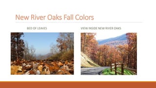 New River Oaks Fall Colors
BED OF LEAVES VIEW INSIDE NEW RIVER OAKS
 