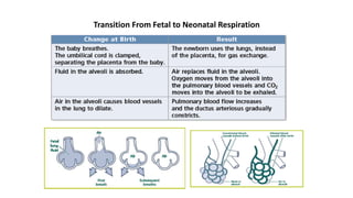 Transition From Fetal to Neonatal Respiration
 