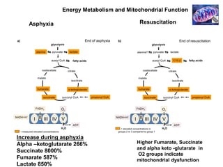 Asphyxia Resuscitation
Higher Fumarate, Succinate
and alpha keto -glutarate in
O2 groups indicate
mitochondrial dysfunction
Increase during asphyxia
Alpha –ketoglutarate 266%
Succinate 8000%
Fumarate 587%
Lactate 850%
Energy Metabolism and Mitochondrial Function
 