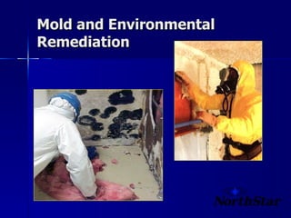Mold and Environmental Remediation 