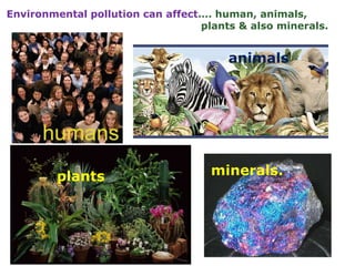 Environmental pollution can affect…. human, animals,
plants & also minerals.
plants
animals
minerals.
 