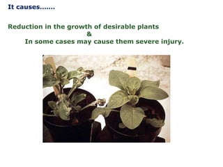 Reduction in the growth of desirable plants
&
In some cases may cause them severe injury.
It causes…….
 