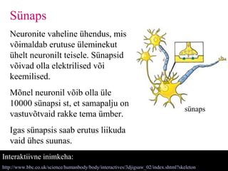 Neuronil Närvitalitlus | PPT