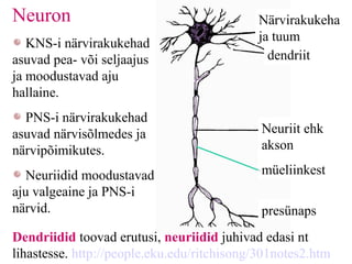 Neuriit Närvitalitlus | PPT