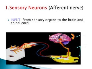 Spinal
Cord
BrainSensory
Neuron
 INPUT From sensory organs to the brain and
spinal cord.
 