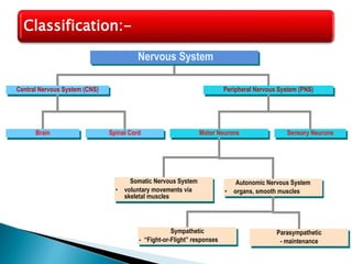 Central Nervous System (CNS)
Brain Spinal Cord
Peripheral Nervous System (PNS)
Sensory NeuronsMotor Neurons
Somatic Nervous System
• voluntary movements via
skeletal muscles
Autonomic Nervous System
• organs, smooth muscles
Sympathetic
- “Fight-or-Flight” responses
Parasympathetic
- maintenance
Nervous System
Classification:-
 