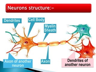 Neurons structure:-
Axon of another
neuron
Cell BodyDendrites
Axon
Myelin
Sheath
Dendrites of
another neuron
 