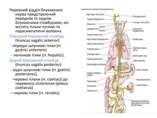 Черевний відділ блукаючого
нерва представлений
переднім та заднім
блукаючими стовбурами, які
містять тільки чутливі та
парасимпатичні волокна.
Передній блукаючий стовбур
(truncus vagalis anterior)
- передні шлункові гілки (rr.
gastrici anteriores
- печінкові гілки (rr. hepatici).
Задній блукаючий стовбур
(truncus vagalis posterior)
- задні шлункові гілки (rr. gastrici
posteriores),
-черевні гілоки (rr. coeliaci) до
черевного сплетення (plexus
coeliacus)
– ниркові гілки (rr. renales).
 