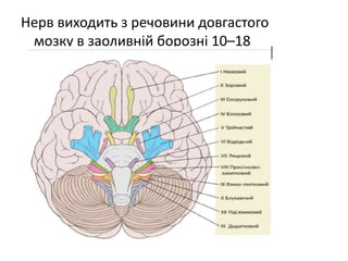 Нерв виходить з речовини довгастого
мозку в заоливній борозні 10–18
корінцями.
 