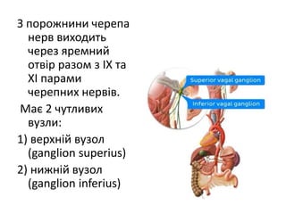 З порожнини черепа
нерв виходить
через яремний
отвір разом з IХ та
ХІ парами
черепних нервів.
Має 2 чутливих
вузли:
1) верхній вузол
(ganglion superius)
2) нижній вузол
(ganglion inferius)
 