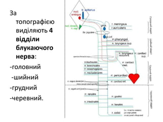 За
топографією
виділяють 4
відділи
блукаючого
нерва:
-головний
-шийний
-грудний
-черевний.
 