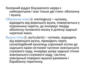Головний відділ блукаючого нерва є
найкоротшим і має тільки дві гілки: оболонну
і вушну.
Оболонна гілка (r. meningeus) – чутлива,
відходить від верхнього вузла, повертається у
порожнину черепа, де іннервує тверду
оболонку головного мозку в ділянці задньої
черепної ямки.
Вушна гілка (r. auricularis) – чутлива, відходить
від верхнього вузла, проходить через
соскоподібний каналець скроневої кістки до
заднього краю кісткової частини зовнішнього
слухового ходу, іннервує шкіру задньої стінки
зовнішнього слухового ходу, частину
зовнішньої поверхні вушної раковини і
барабанну перетинку.
 
