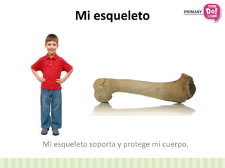 Mi esqueleto
Mi esqueleto soporta y protege mi cuerpo.