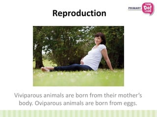 Reproduction
Viviparous animals are born from their mother’s
body. Oviparous animals are born from eggs.
 