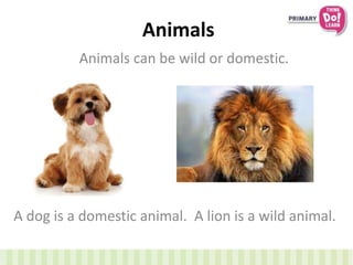 Animals
Animals can be wild or domestic.
A dog is a domestic animal. A lion is a wild animal.