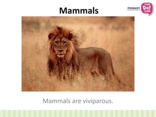 Mammals
Mammals are viviparous.
 