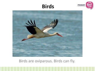 Birds
Birds are oviparous. Birds can fly.
 