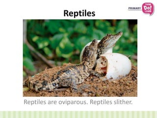 Reptiles
Reptiles are oviparous. Reptiles slither.
 